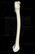 medicalrf.com Femur