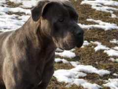 dogcentrum.wbs.cz Fenama
