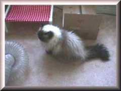 sleepyferret.net Fendix