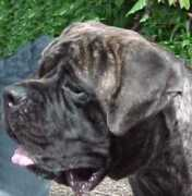 mastiffbigdog.com Feneis