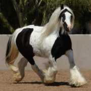 djwwgypsyhorses.com Fenella