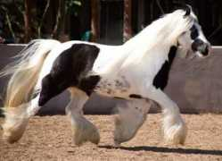 djwwgypsyhorses.com Fenella