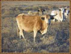 fenhausbuckingbulls.com Fenhaus