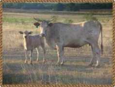 fenhausbuckingbulls.com Fenhaus