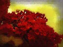 rosesandlilacs.com Fenicchia