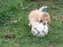 perro-de-agua-espanol.ch Fenisa