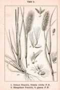Fennich