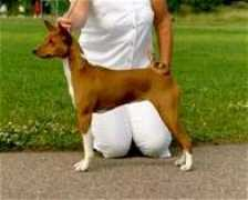 basenji.fi Feraga