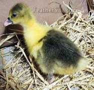 feathersite.com Feragen