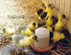 feathersite.com Feragen