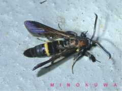 jpmoth.org Feralis