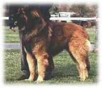 mon-leonberg.com Ferande