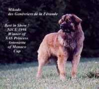 leonberger.net Ferande