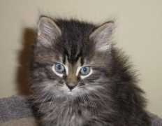 Ferbie