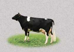 naturalgenetics.cz Ferela