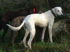 orchardgreyhoundsanctuary.com Fergal