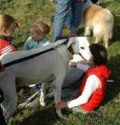 orchardgreyhoundsanctuary.com Fergal