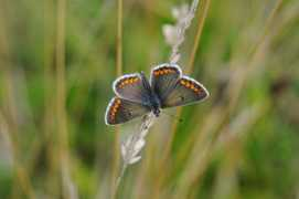 britishbutterflies.co.uk Fermyn