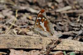 britishbutterflies.co.uk Fermyn