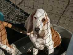 perreraiberica.nl Fernamdo