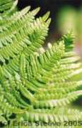 Ferns