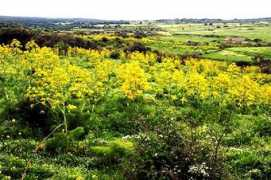 summagallicana.it Ferola