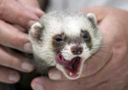 designntrend.com Ferrets