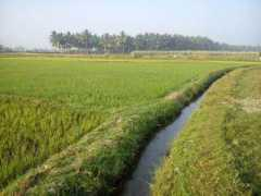 oneindia.com Fertiliser