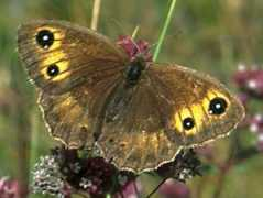 butterfly-guide.co.uk Ferula