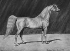 horseartist.scriptmania.com Ferzon