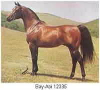 welshponiesgalore.com Ferzon