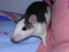 Fesai