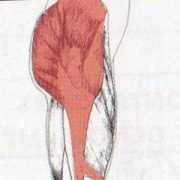 basesathletic.free.fr Fessier