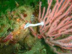divebuddy.com Festiva