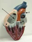 faculty.tcc.fl.edu Fetal