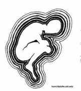 katrinamessenger.com Fetal