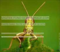 fond-ecran-image.com Fetard