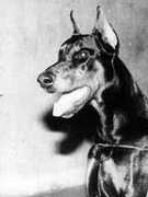 dobermann-iz-zoosfery.ru Fetry