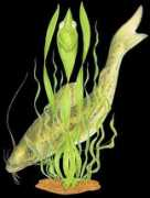 Ffish