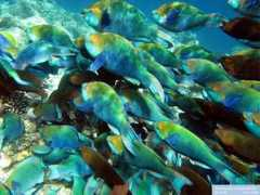 reeflex.net Fgbh