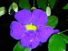 wallpaper.cz Fialova