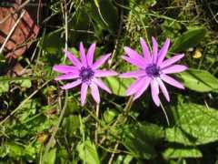 korsika.rovnou.cz Fialova