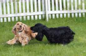 kennel-elmelund.dk Fibie
