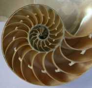 onlineinvestingai.com Fibonacci