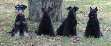 wildraneno.websnadno.cz Fidale