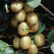 Fidani