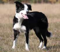 personal.inet.fi Fidzi