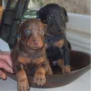 jbarsdobies.com Fiebe