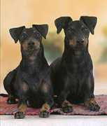godivas-manchester-terrier.de Fieby