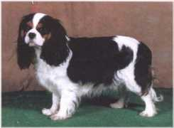 cavalierkingcharles.ch Fieffe